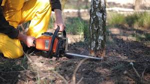 Reliable Zillah, WA  Tree Services Solutions